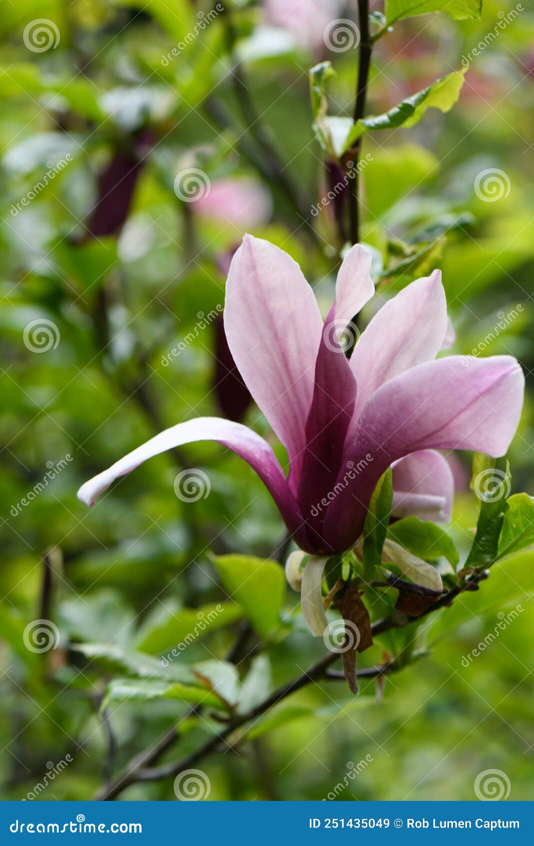 mulan magnolia liliiflora nigra, a purple flower